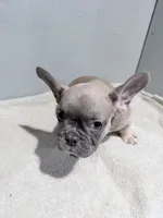Benji, a female French Bulldog for sale in Philadelphia, PA – 4 of 6