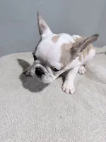 Sage, a female French Bulldog for sale in Philadelphia, PA – 5 of 7