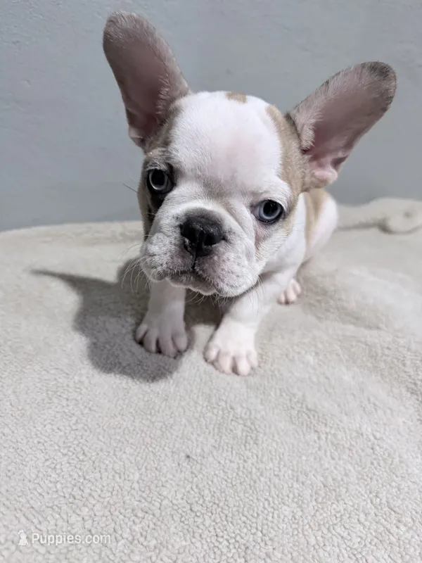 Sage – French Bulldog puppy for sale in Philadelphia, PA