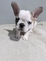 Sage, a female French Bulldog for sale in Philadelphia, PA – 1 of 7