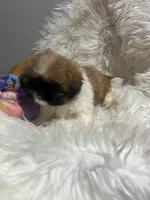 Bella, a female Shih Tzu for sale in Philadelphia, PA – 5 of 5