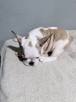 Sage, a female French Bulldog for sale in Philadelphia, PA – 6 of 7