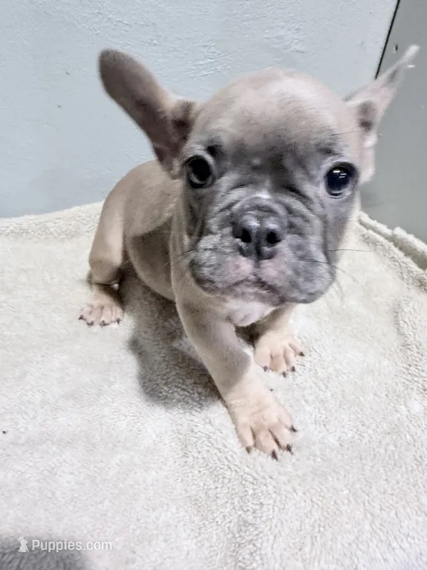 Benji – French Bulldog puppy for sale in Philadelphia, PA