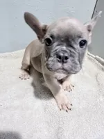 Benji, a female French Bulldog for sale in Philadelphia, PA – 1 of 6