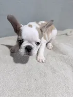 Sage, a female French Bulldog for sale in Philadelphia, PA – 2 of 7