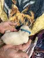 Blue collar, a male Miniature Dachshund for sale in Eubank, KY – 4 of 7