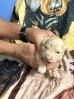 Red collar, a male Miniature Dachshund for sale in Eubank, KY – 2 of 7