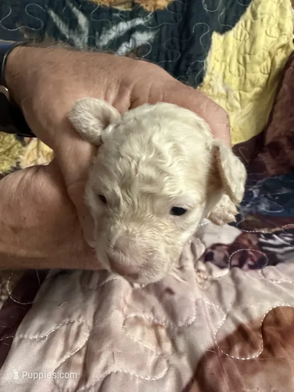 Red collar – Miniature Dachshund puppy for sale in Eubank, KY