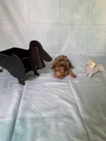 Chocolate Dapple, a female Miniature Dachshund for sale in Eubank, KY – Photo 8 of 10