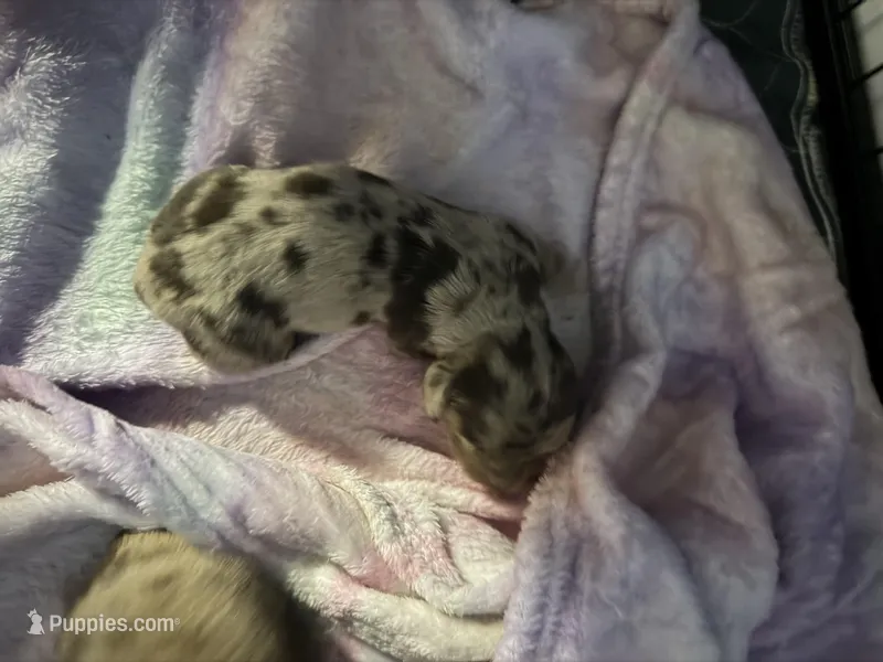 Chocolate Dapple – Miniature Dachshund puppy for sale in Eubank, KY