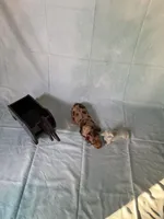 Chocolate Dapple, a female Miniature Dachshund for sale in Eubank, KY – Photo 3 of 10