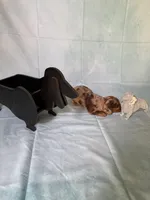 Chocolate Dapple, a female Miniature Dachshund for sale in Eubank, KY – Photo 2 of 10