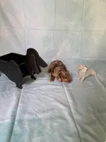 Chocolate Dapple, a female Miniature Dachshund for sale in Eubank, KY – Photo 6 of 10