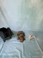 Chocolate Dapple, a female Miniature Dachshund for sale in Eubank, KY – Photo 1 of 10