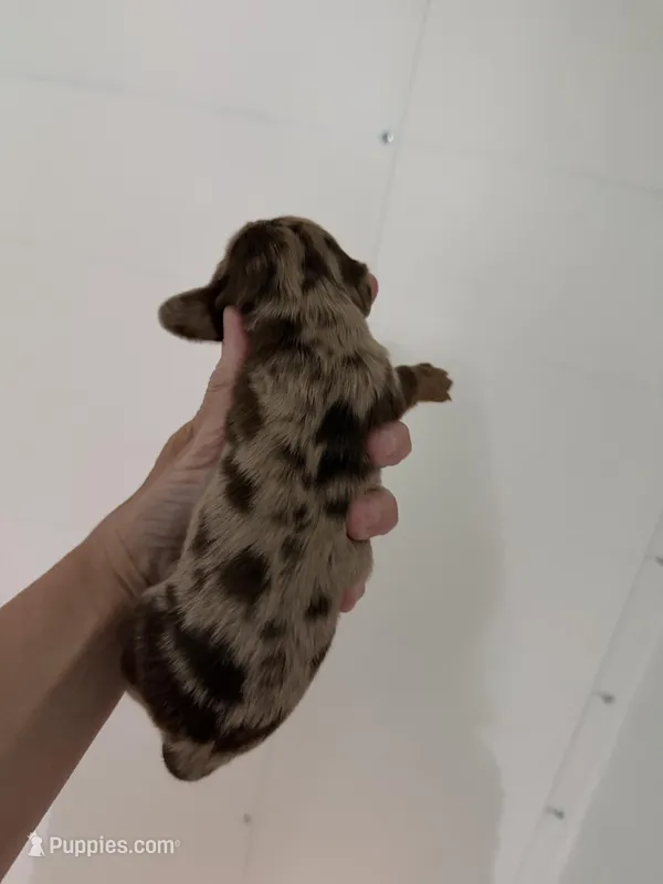 Chocolate Dapple – Miniature Dachshund puppy for sale in Eubank, KY