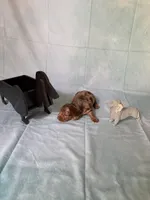 Chocolate Dapple, a female Miniature Dachshund for sale in Eubank, KY – Photo 5 of 10