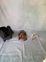 Chocolate Dapple, a female Miniature Dachshund for sale in Eubank, KY – Photo 4 of 10