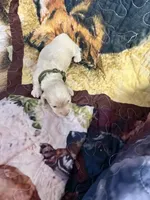 Green collar, a male Miniature Dachshund for sale in Eubank, KY – 3 of 6