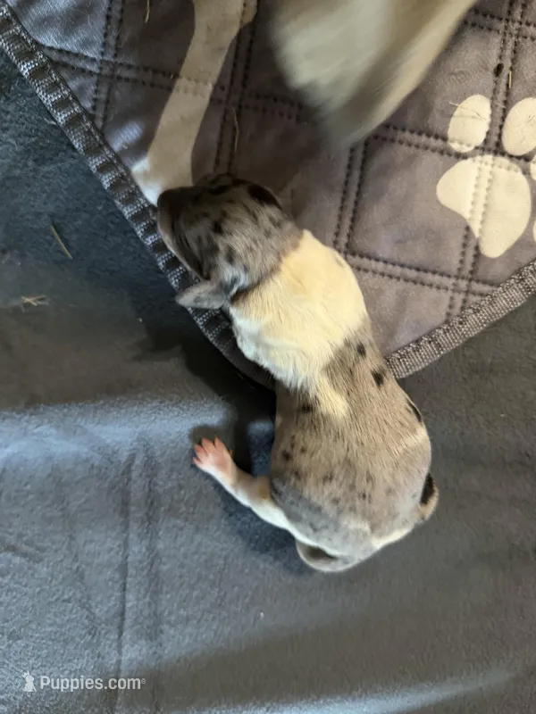 Dapple Pie – Miniature Dachshund puppy for sale in Eubank, KY