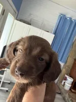 Chocolate female, a female Miniature Dachshund for sale in Eubank, KY – Photo 3 of 10