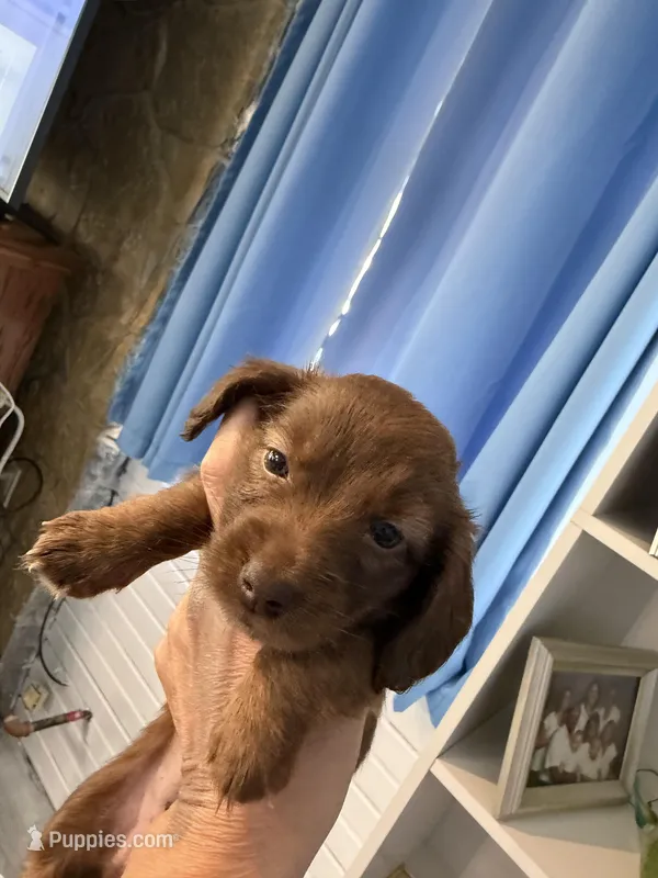 Chocolate female – Miniature Dachshund puppy for sale in Eubank, KY