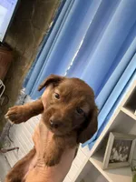 Chocolate female, a female Miniature Dachshund for sale in Eubank, KY – Photo 1 of 10