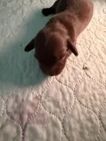 Solid Chocolate female, a female Miniature Dachshund for sale in Eubank, KY – Photo 4 of 8