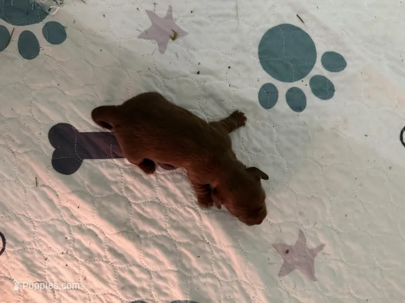 Solid Chocolate female – Miniature Dachshund puppy for sale in Eubank, KY