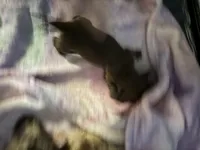 Solid Chocolate female, a female Miniature Dachshund for sale in Eubank, KY – Photo 1 of 8