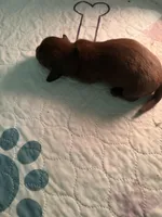 Solid Chocolate female, a female Miniature Dachshund for sale in Eubank, KY – Photo 6 of 8