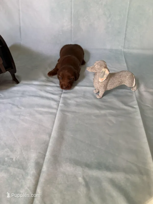 Solid Chocolate female – Miniature Dachshund puppy for sale in Eubank, KY