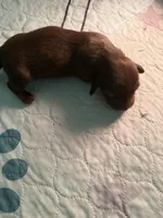 Solid Chocolate female, a female Miniature Dachshund for sale in Eubank, KY – Photo 8 of 8