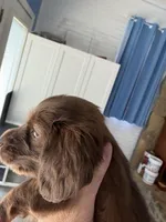 Chocolate female, a female Miniature Dachshund for sale in Eubank, KY – Photo 2 of 10