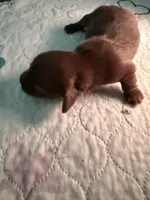 Solid Chocolate female, a female Miniature Dachshund for sale in Eubank, KY – Photo 3 of 8