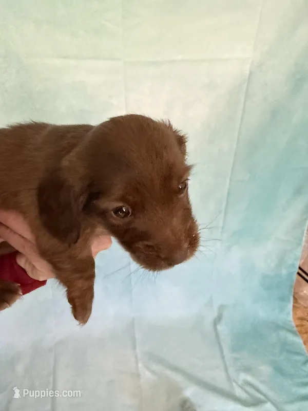 Solid Chocolate female – Miniature Dachshund puppy for sale in Eubank, KY
