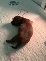 Solid Chocolate female, a female Miniature Dachshund for sale in Eubank, KY – Photo 5 of 8