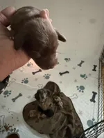 Solid Chocolate female, a female Miniature Dachshund for sale in Eubank, KY – Photo 2 of 8