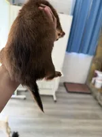 Chocolate female, a female Miniature Dachshund for sale in Eubank, KY – Photo 5 of 10