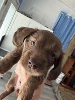 Chocolate female, a female Miniature Dachshund for sale in Eubank, KY – Photo 4 of 10