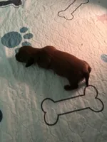 Solid Chocolate female, a female Miniature Dachshund for sale in Eubank, KY – Photo 7 of 8