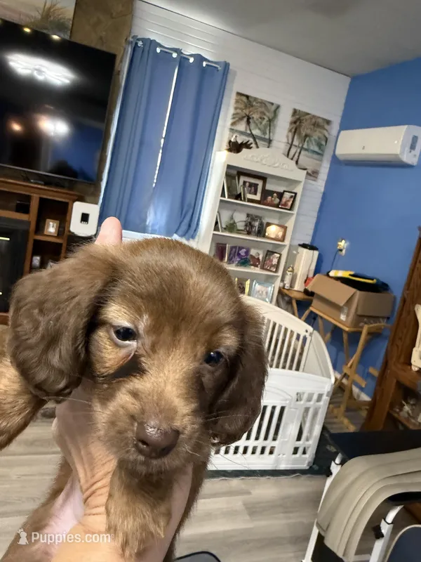 Chocolate female – Miniature Dachshund puppy for sale in Eubank, KY