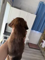 Chocolate female, a female Miniature Dachshund for sale in Eubank, KY – Photo 8 of 10