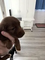 Chocolate female, a female Miniature Dachshund for sale in Eubank, KY – Photo 6 of 10