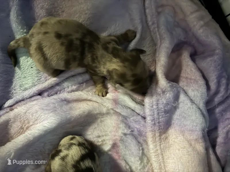 Female AKC – Miniature Dachshund puppy for sale in Eubank, KY