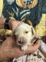 Blue collar, a male Miniature Dachshund for sale in Eubank, KY – 3 of 7