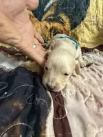 Blue collar, a male Miniature Dachshund for sale in Eubank, KY – 1 of 7