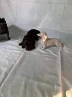 Black and tan AKC, a male Miniature Dachshund for sale in Eubank, KY – Photo 3 of 8