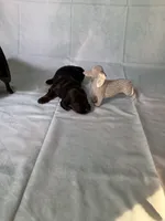 Black and tan AKC, a male Miniature Dachshund for sale in Eubank, KY – Photo 2 of 8