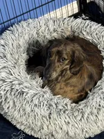 Black and tan AKC, a male Miniature Dachshund for sale in Eubank, KY – Photo 8 of 8