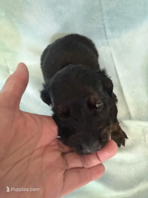 Black and tan AKC – Miniature Dachshund puppy for sale in Eubank, KY